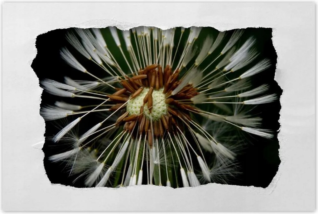 Poszterek 90x60 Pitypang Virág Virágok