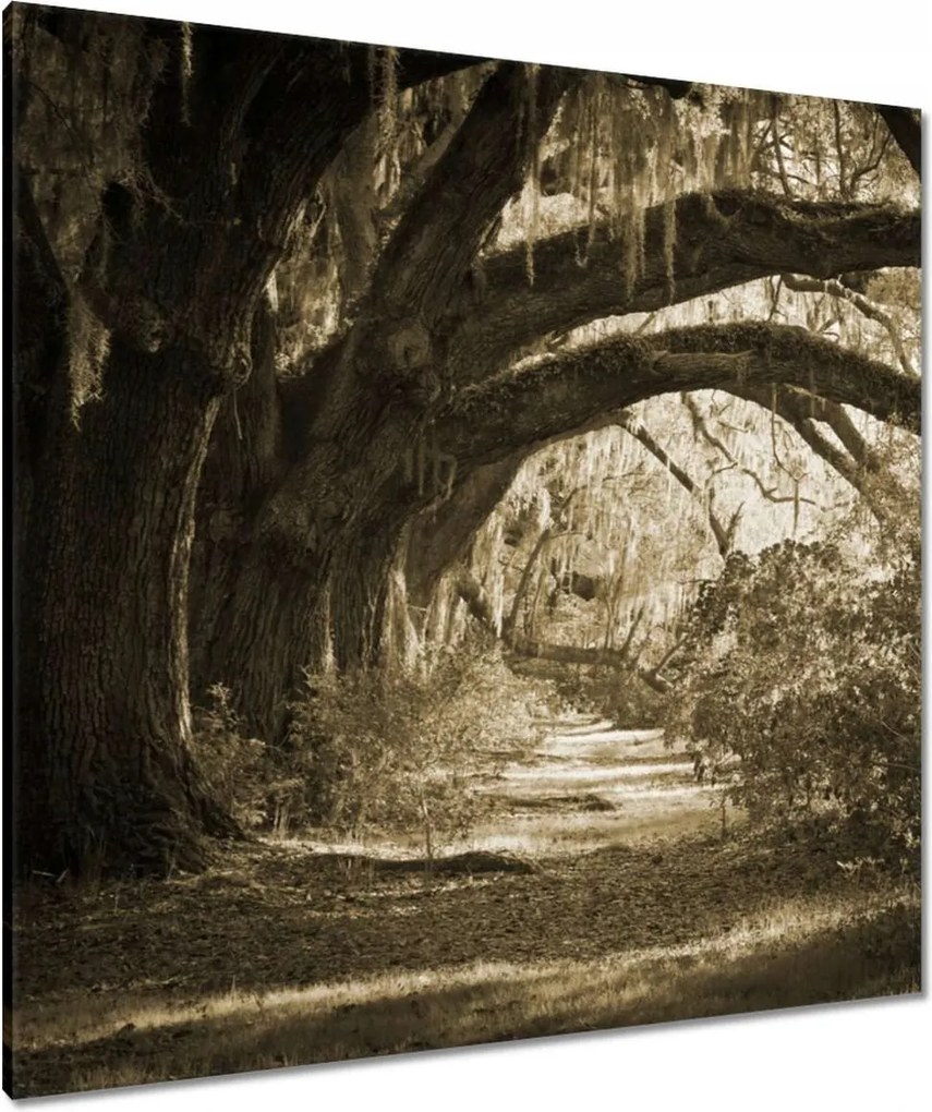 Vászonkép 90x90 Tölgyek a Szépia parkban