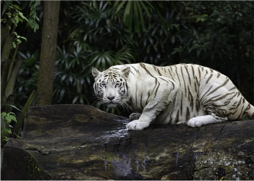 Kép - albínó tigris (üvegen) (70x50 cm)