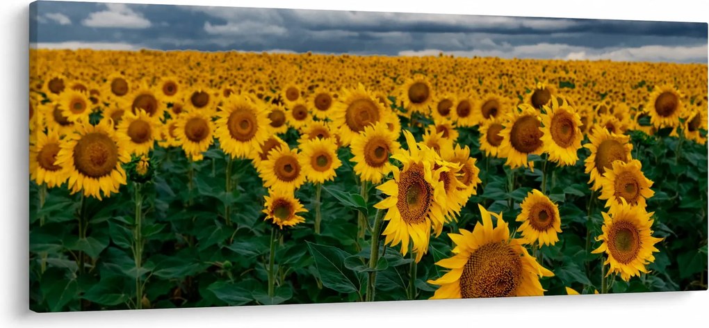 Napraforgó mező képe (120x50 cm)