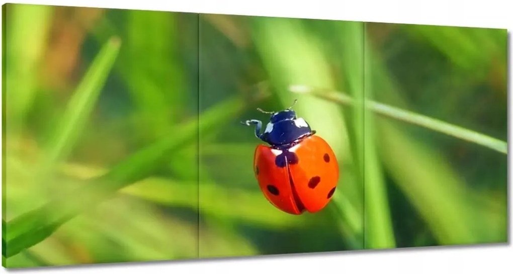 Vászonkép 120x60 Állatok