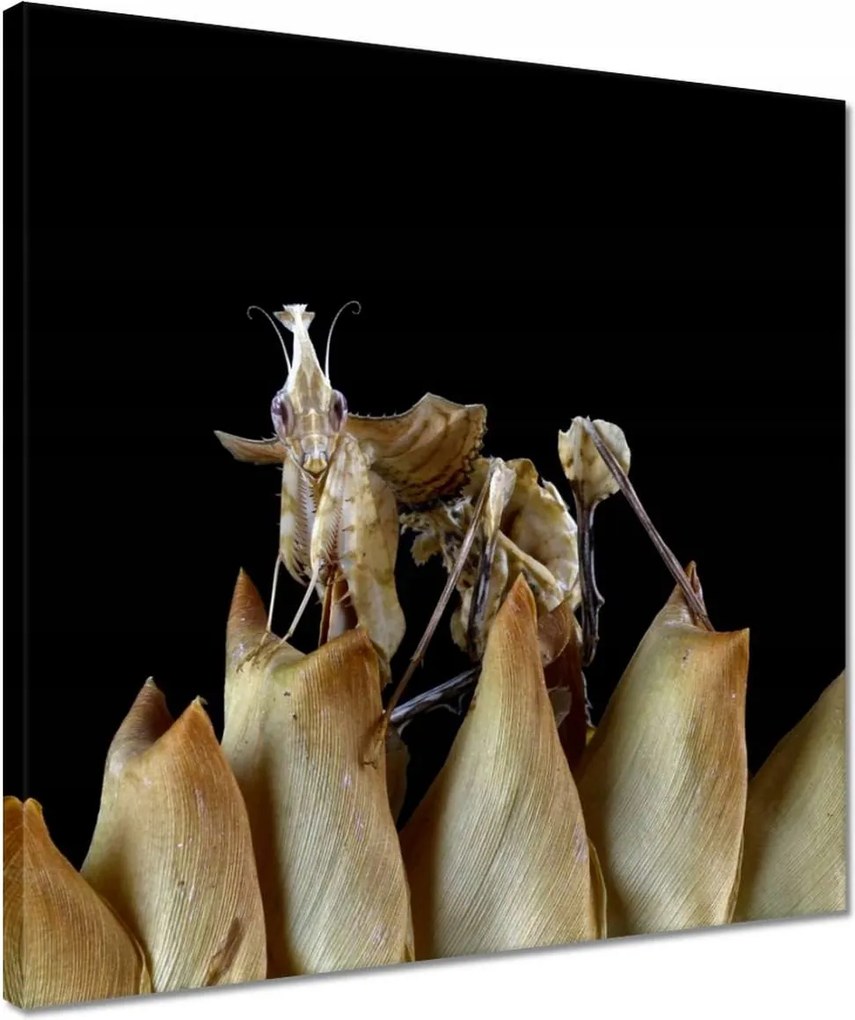 Vászonkép 40x40 Ördögi imádkozó sáska virág