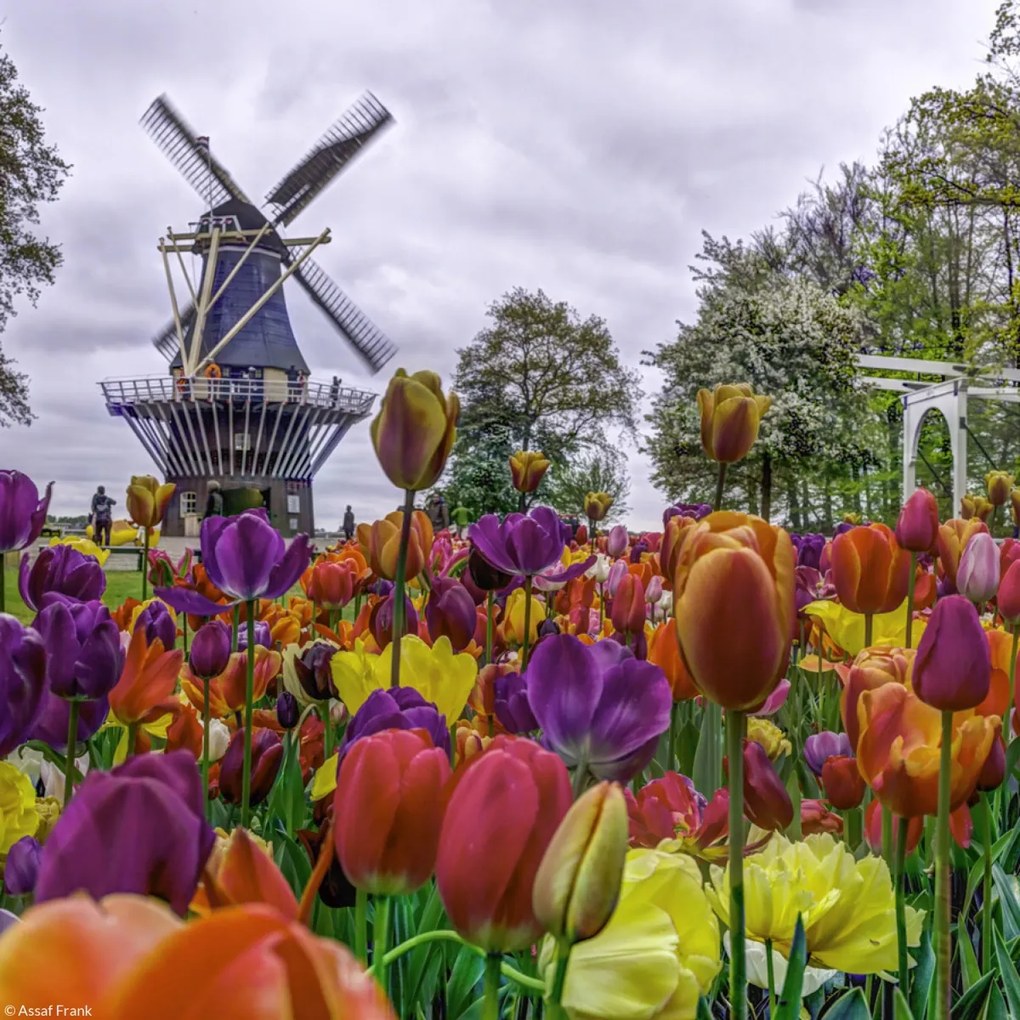 Poszter 20x20cm Színes tulipánok a kertben Keukenhof, Assaf Frank