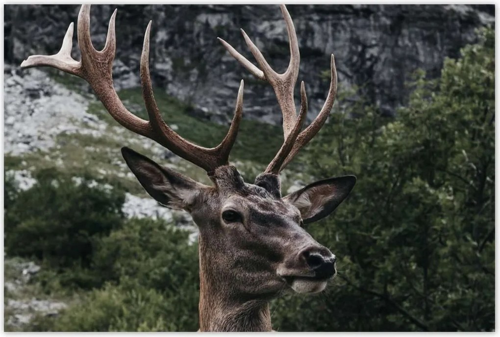 Poszterek 120x80 Szarvas felszarvazott