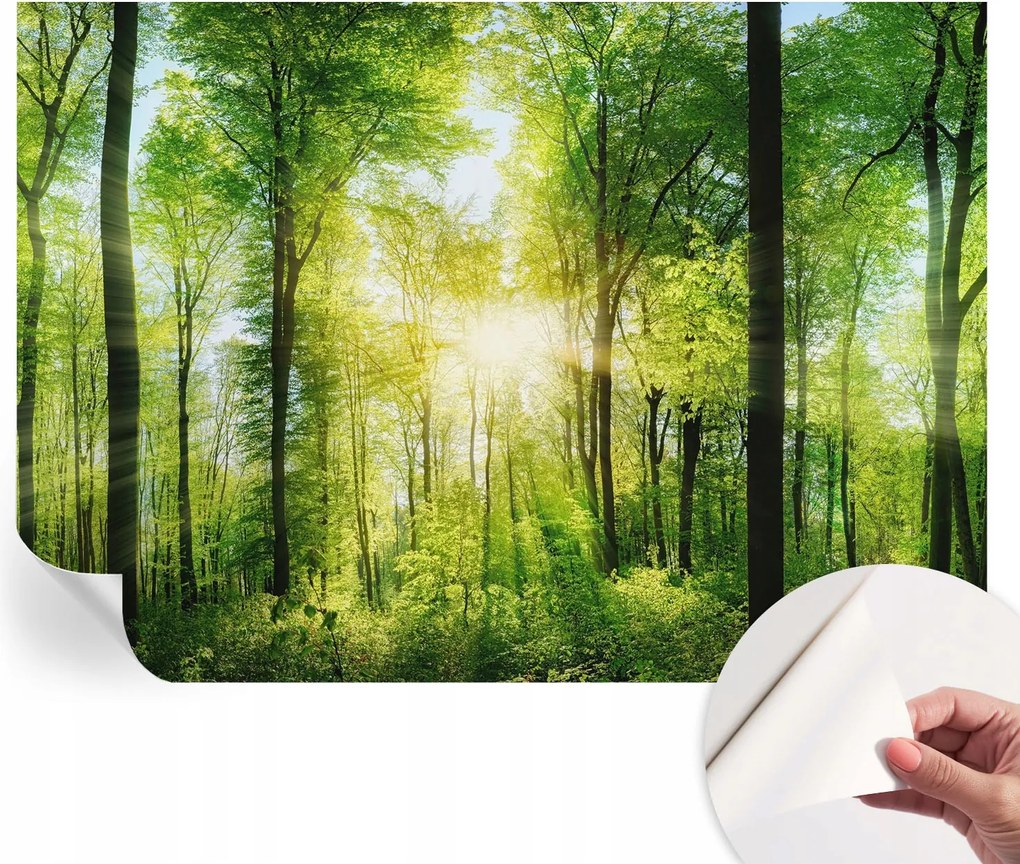 Fotótapéta Fali tapéta Hálószobába és Nappaliba Erdei harmónia 208x146 cm