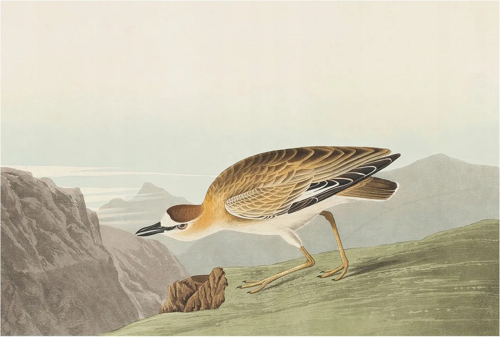 Flizelin tapéta falra Prémium hegyi madár 104x70 ragasztó