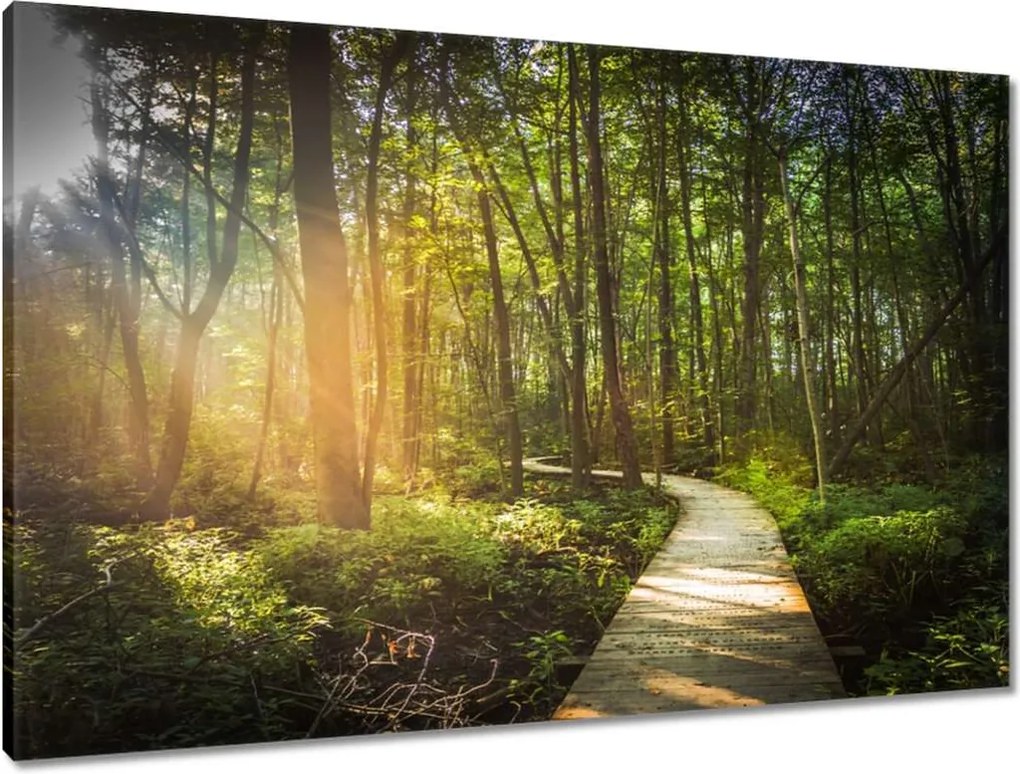 Vászonkép 90x60 Napsugár a sétán