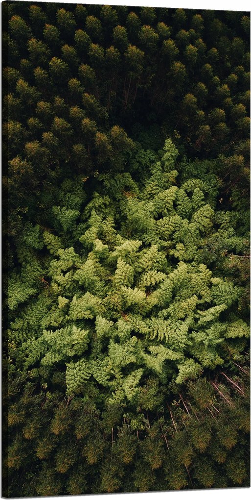 Vászonkép Természet Fák a madár repüléséből Légi felvétel az erdőről 60x120