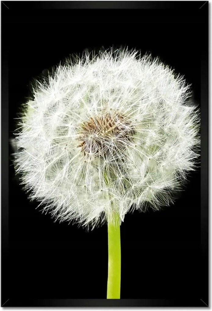 Poszter keretben 40x60 Pitypang virág rét