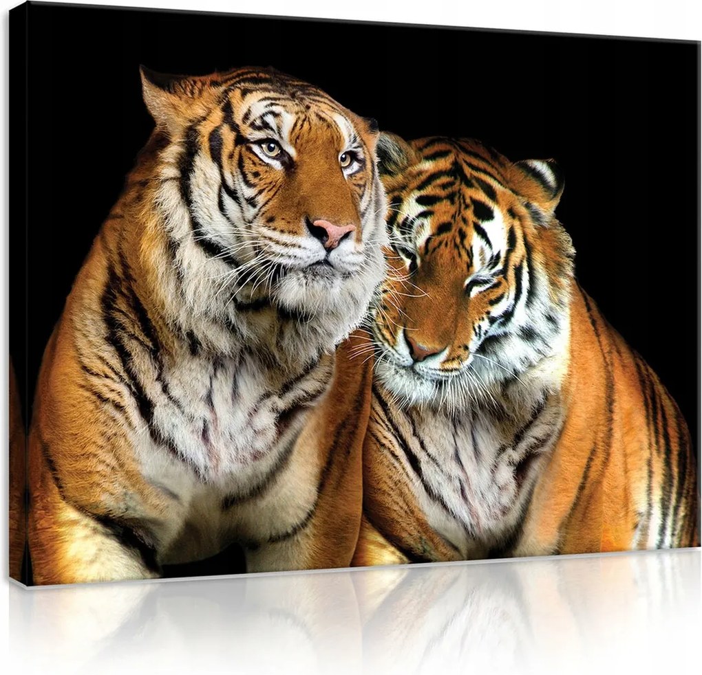 Vászonkép 70x50 Tigris pár vad természet fenség nyugalom erő közelség