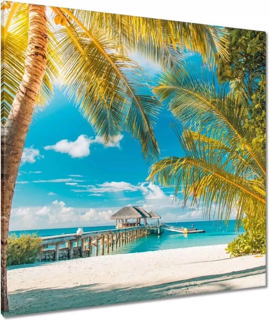 Vászonkép 80x80 Trópusok Tájkép Pálma