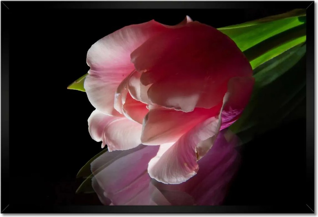 Poszter keretben 60x40 Rózsaszín tulipán virág