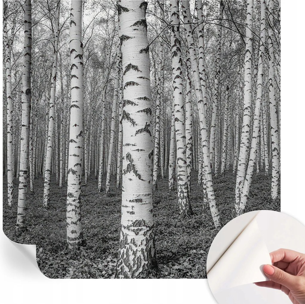 Fotótapéta Fali tapéta Hálószobába és Nappaliba Nyírerdő 250x250 cm