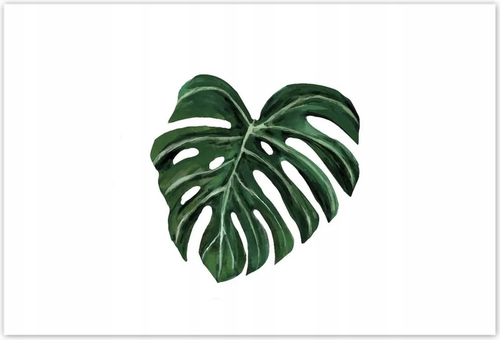 Poszterek 200x135 Monstera deliciosa Levél