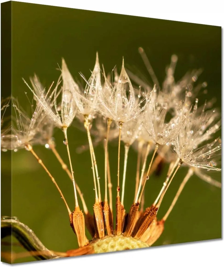 Képek 60x60 Pitypang