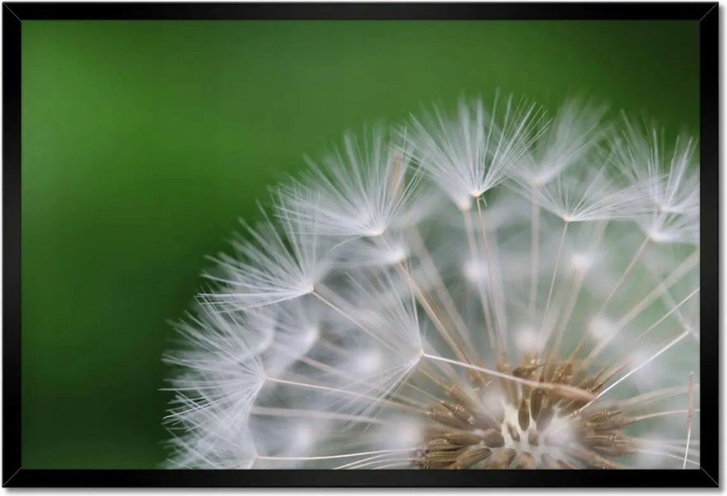 Poszterek keretben 60x40 Pitypang Virág Virágok