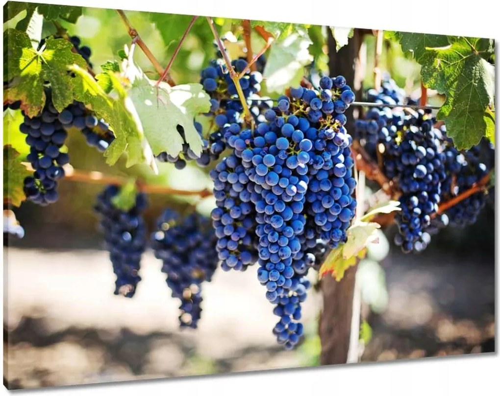 Vászonkép 100x70 Bor Szőlő Szőlőbirtok