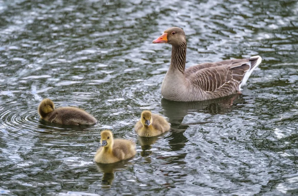 Poszter 86,4x56,8cm Lúd és anyja, Assaf Frank
