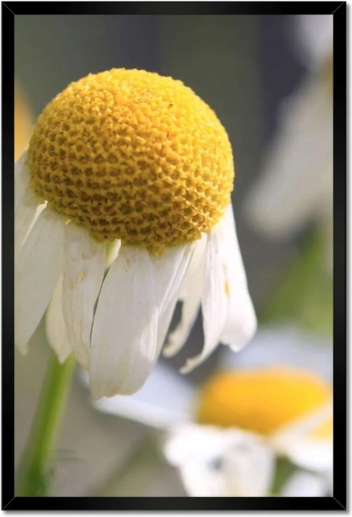 Poszterek keretben 40x60 Kamilla