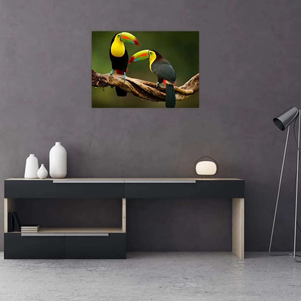 Ülő tukánok képe, Costa Rica (70x50 cm)