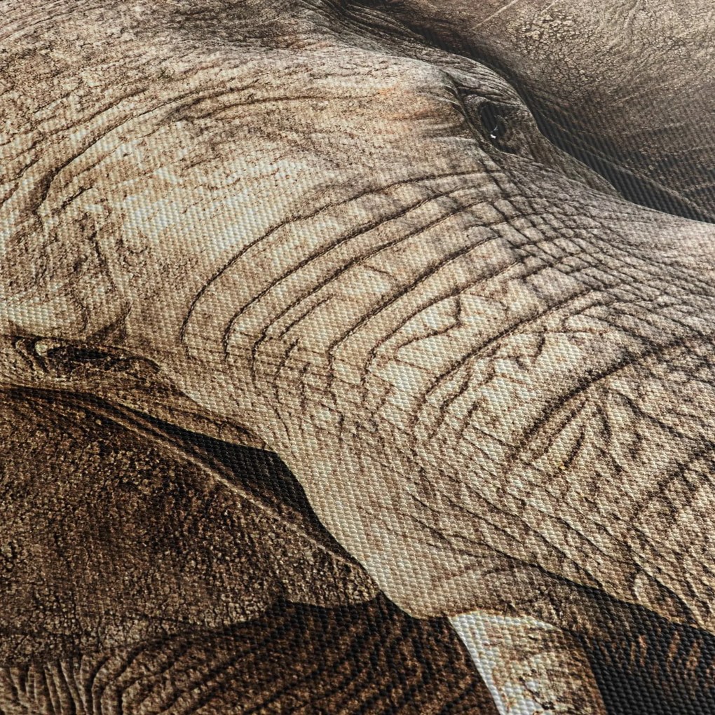 Kép - Afrikai elefánt (90x60 cm)