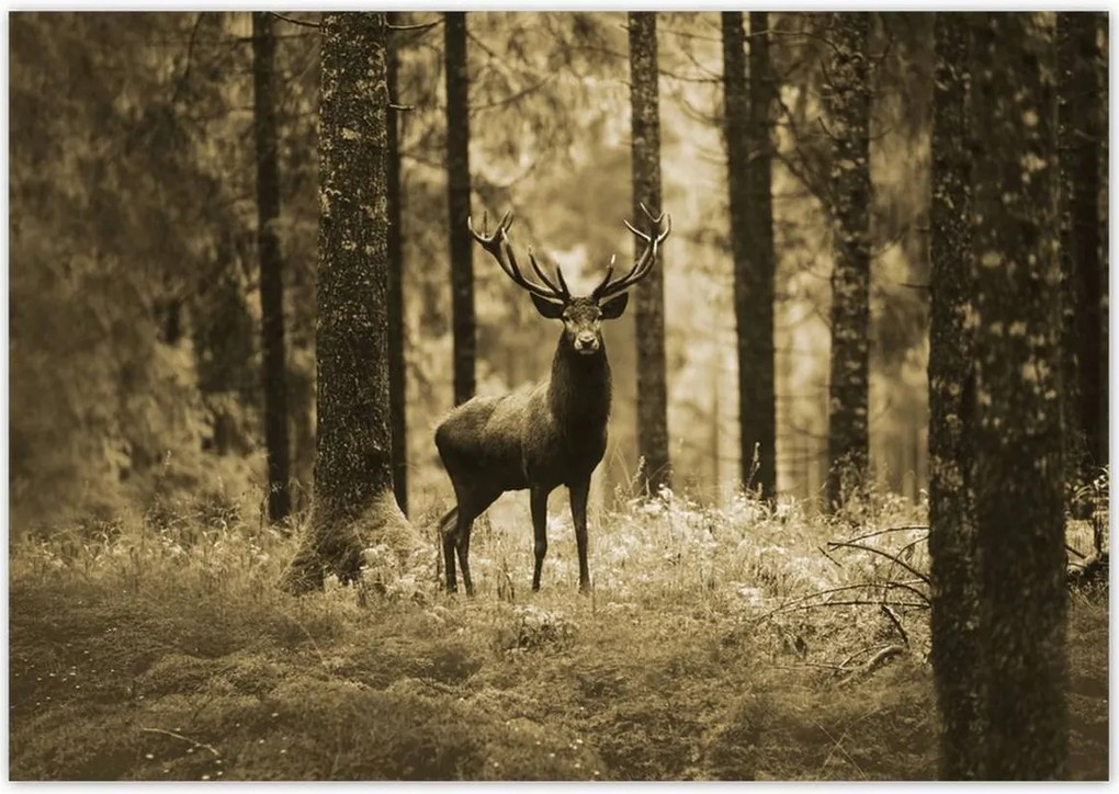 Poszterek 100x70 Szarvas a szépia erdőben