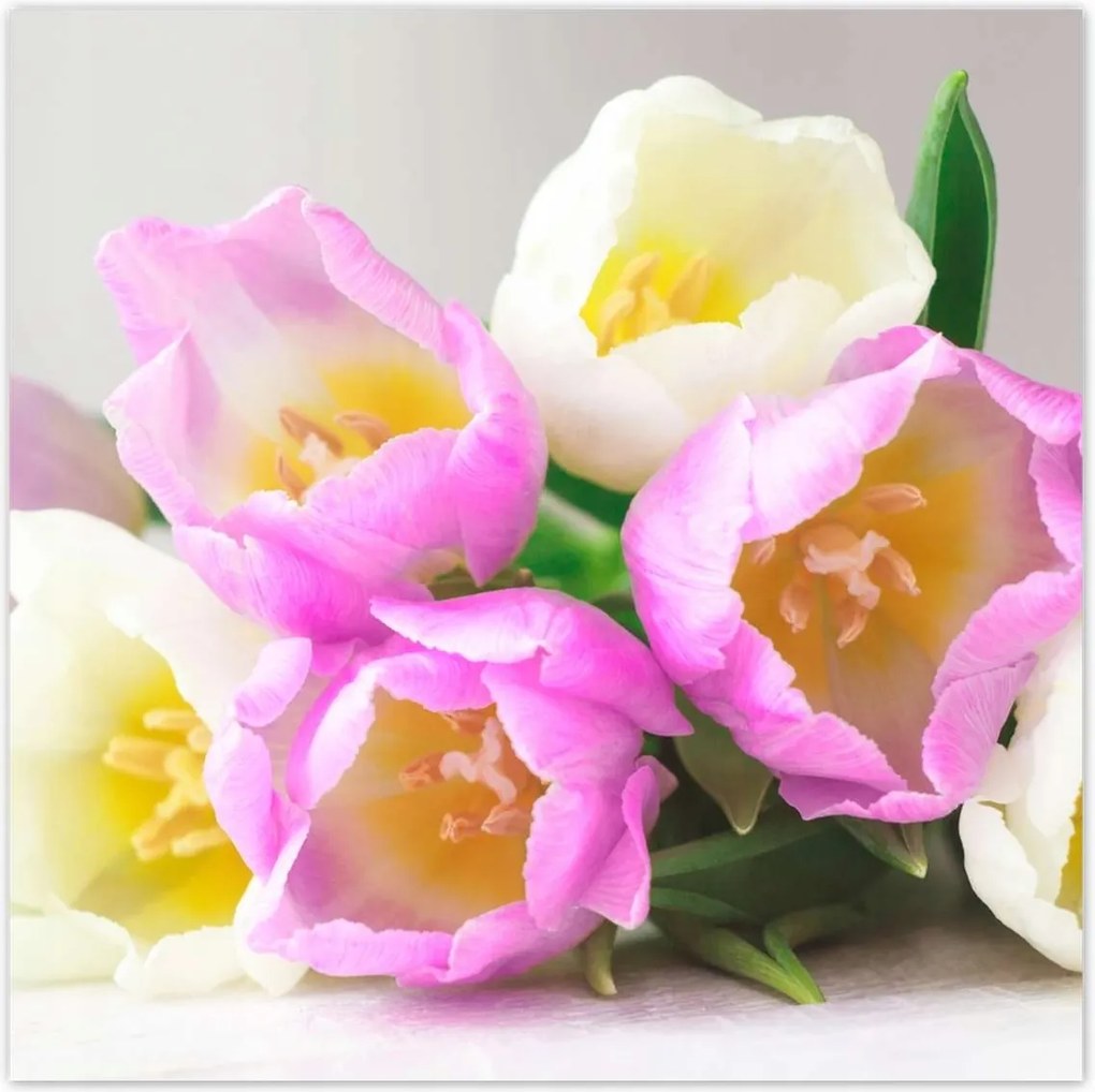 Poszterek 100x100 Finom tulipánok