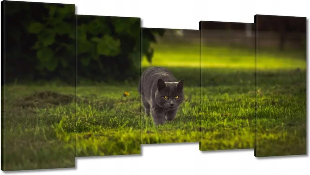 Képek 150x80 Cica Cicák