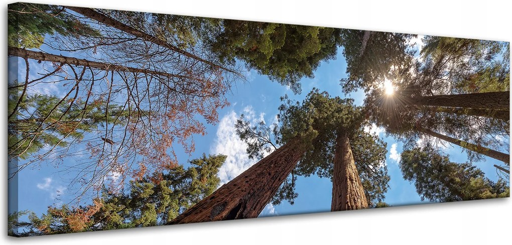 Vászonkép Magas fák Ég Természet Nap 120x40 cm