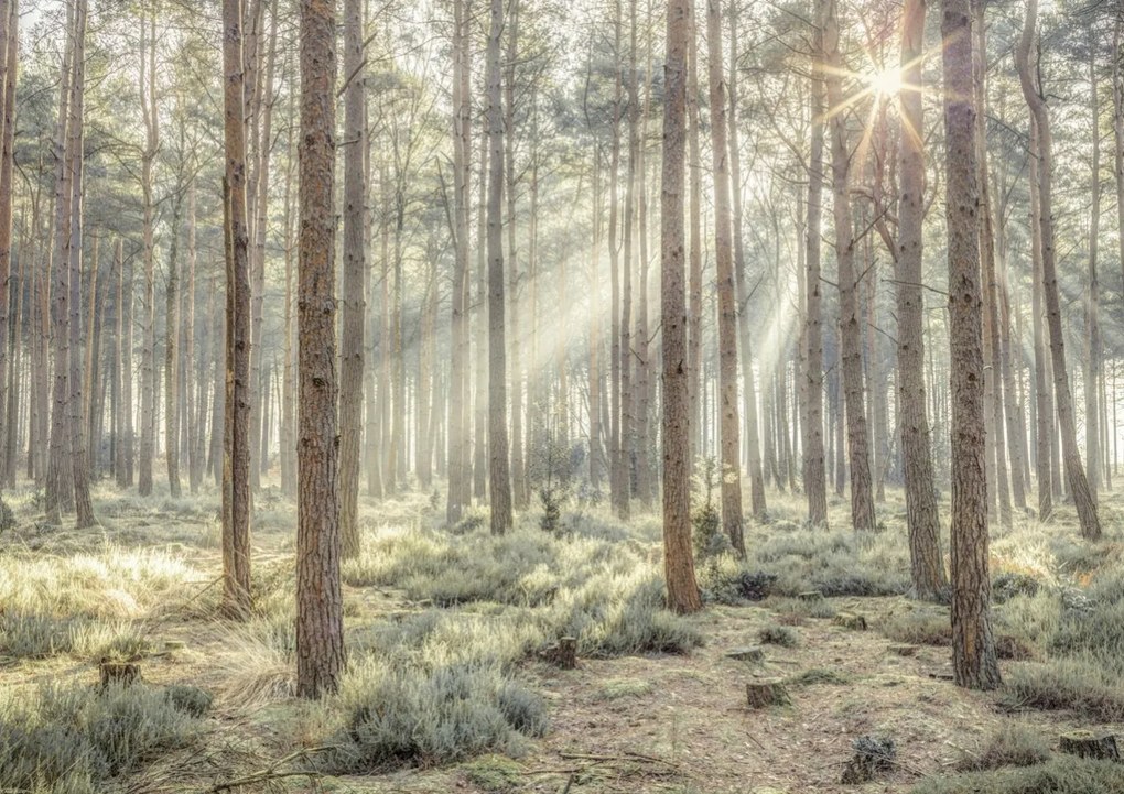 Poszter 84,1x59,4cm Ködös erdő napsugarakkal, Assaf Frank