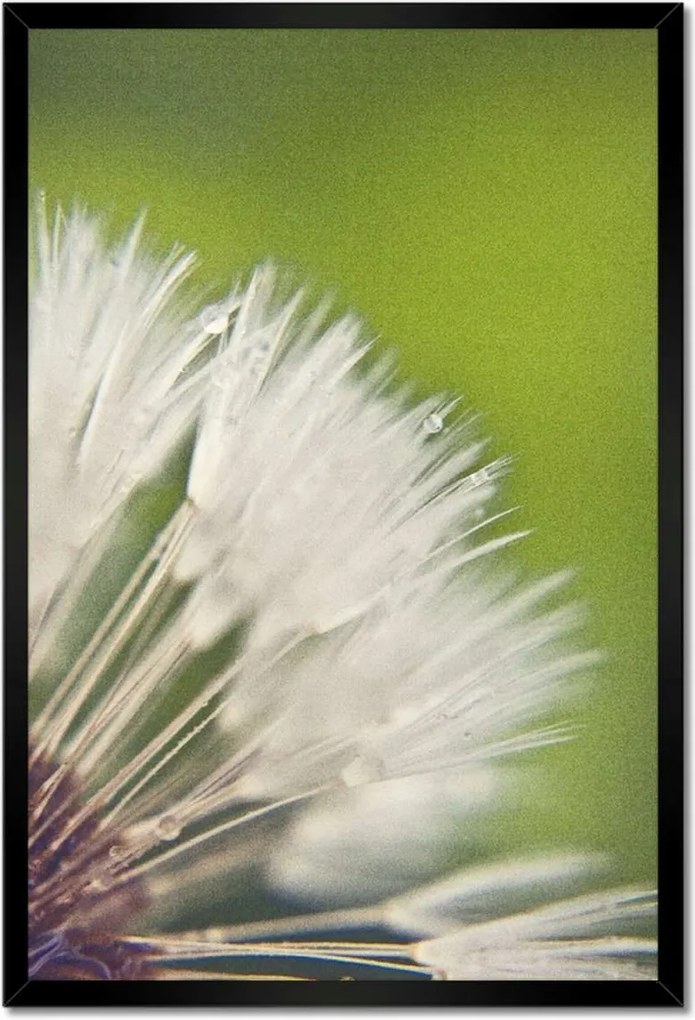 Poszterek keretben 40x60 Pitypang Virág Virágok