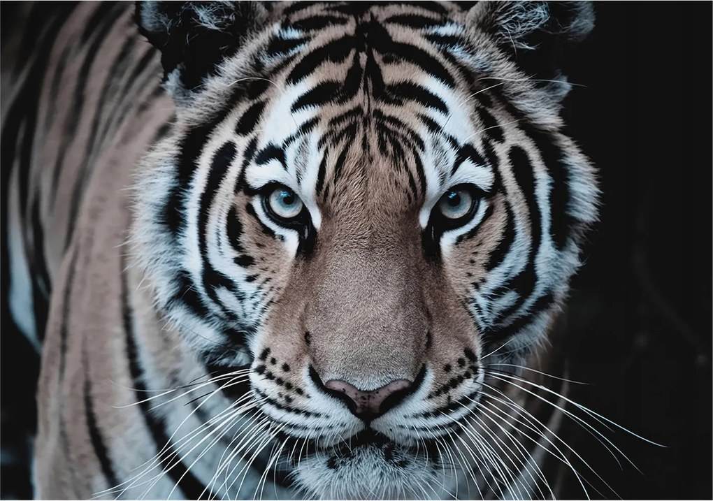 Divatos Flizelin tapéta 3D fali ragasztóval Tigris portré 312x219 Ragasztó