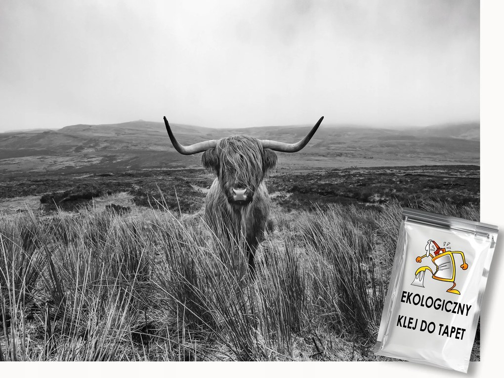 Fotótapéta Flizelina Természet Skócia Felvidéki Tehén Highland B&amp;w 350x250 ragasztó