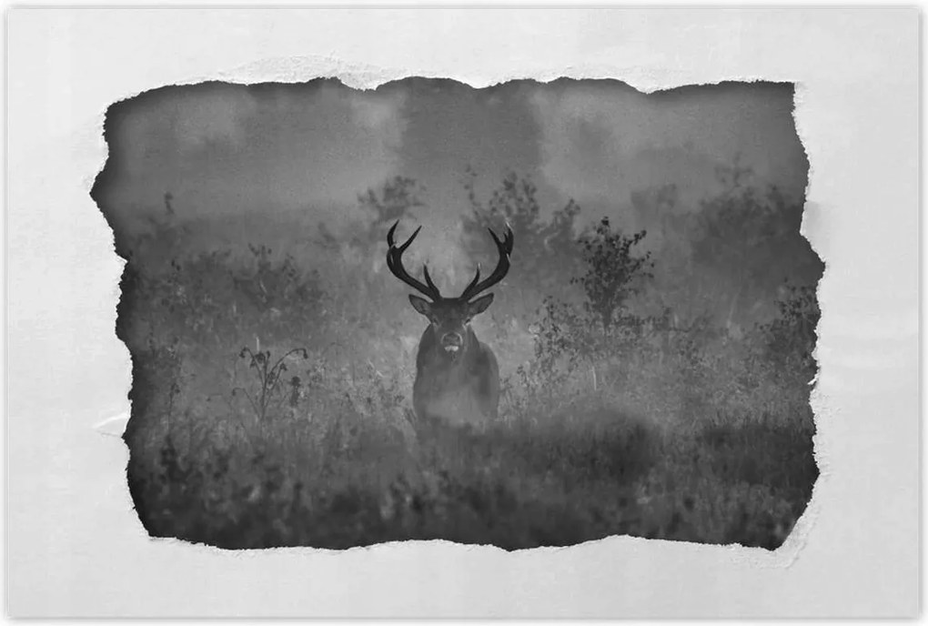 Poszterek 120x80 Szarvas a ködben