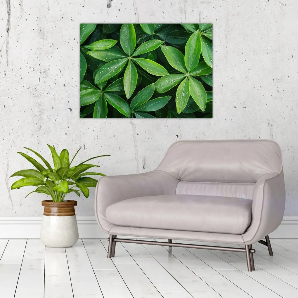 Üveg kép - Levelek harmatcseppekkel (70x50 cm)