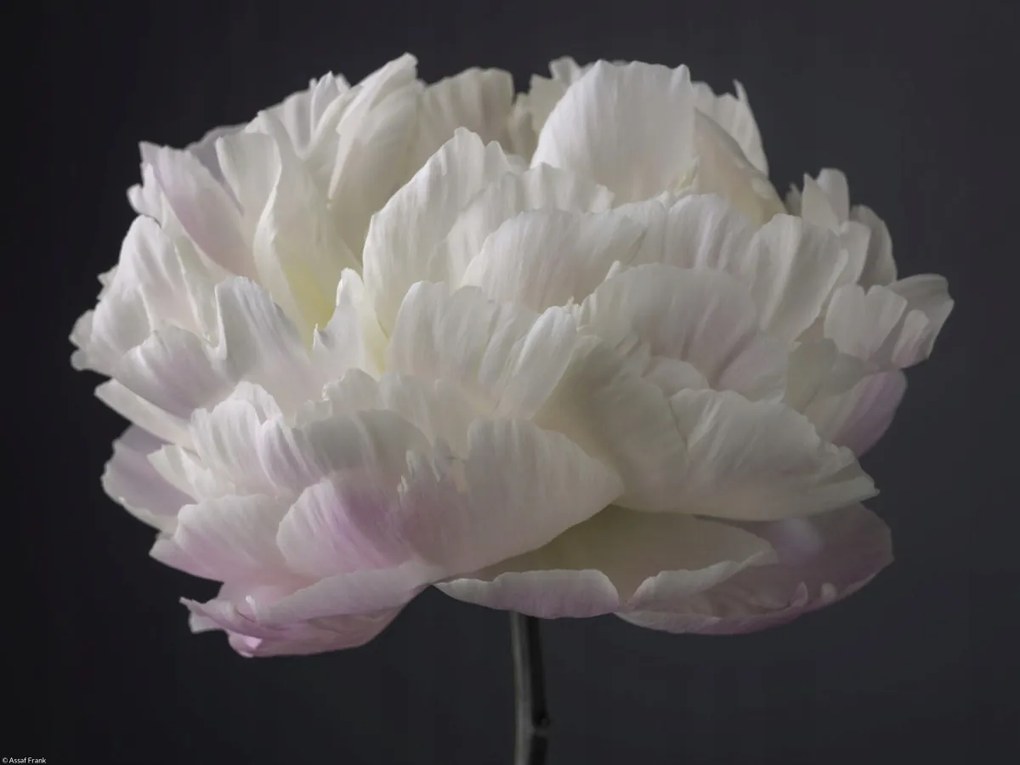 Poszter 40x30cm Bazsarózsa virág, Assaf Frank