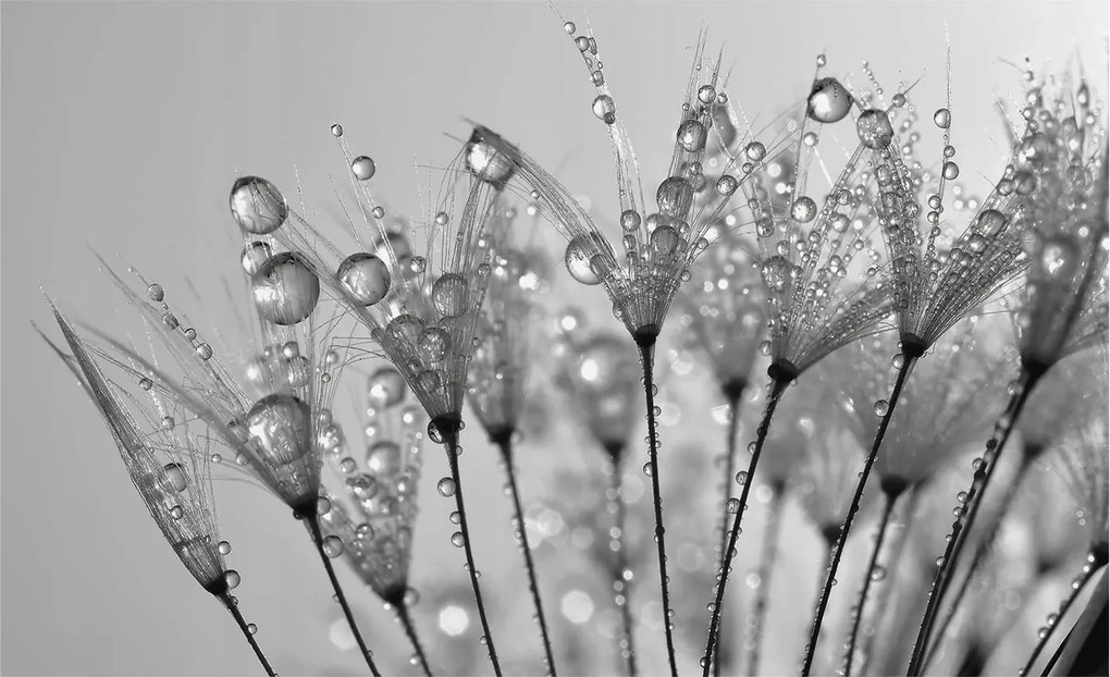 Dekoratív fotótapéta irodába Nedves finomság 416x254