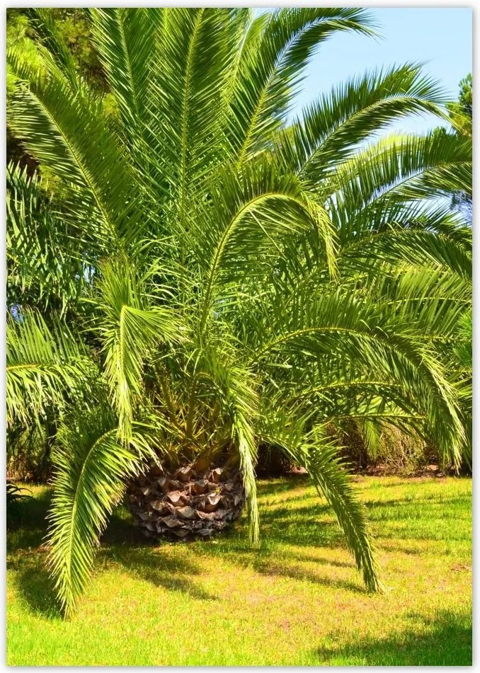 Poszterek A4 Pion Trópusok Tájkép Pálmafák