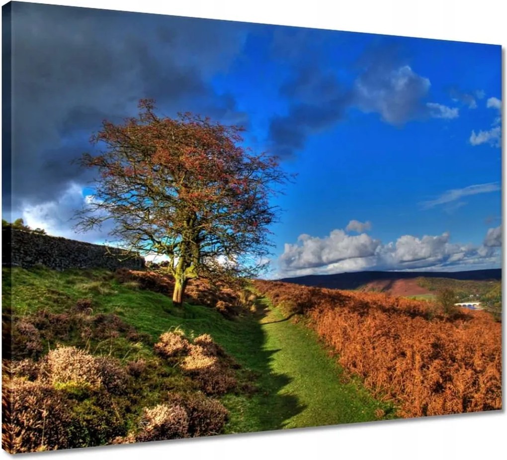 Vászonkép 50x40 Fa a láthatáron