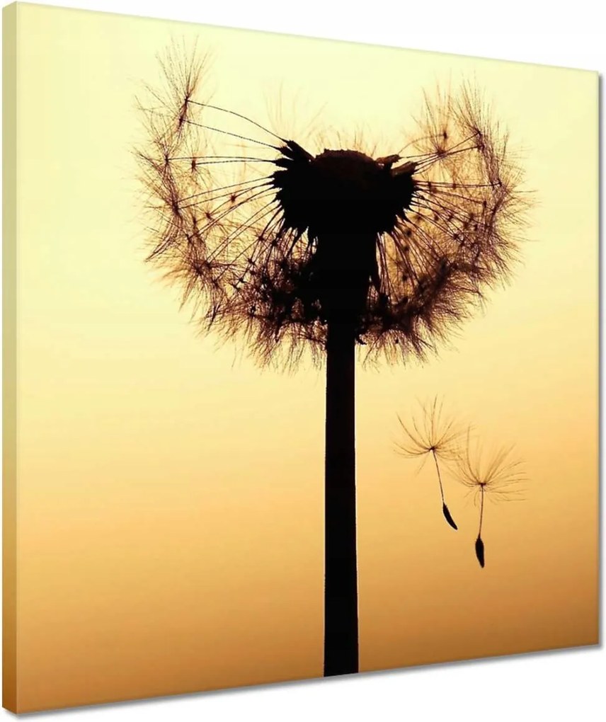 Vászonkép 40x40 Pitypang Virág Virágok