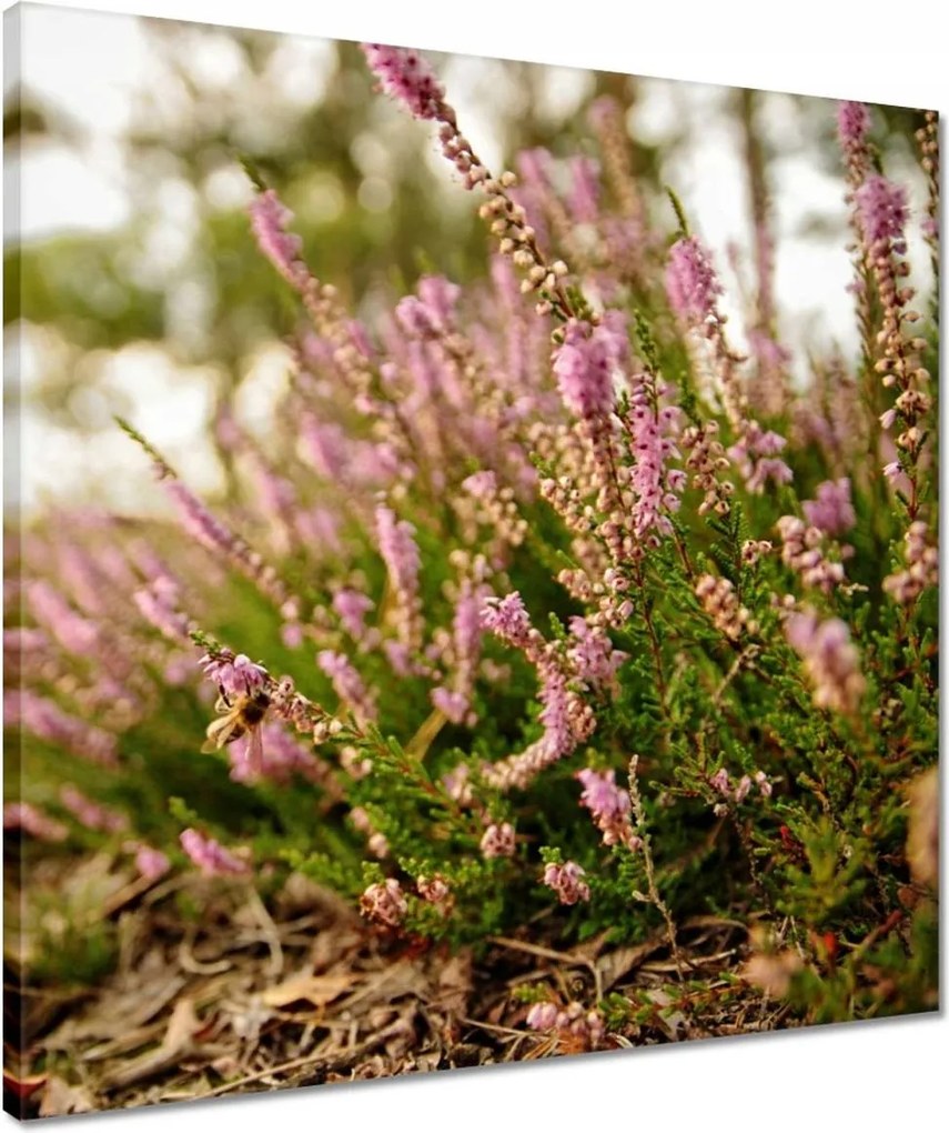 Vászonkép 50x50 Erdei láp