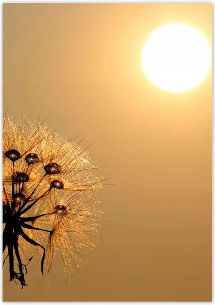 Poszterek 70x100 Pitypang Virág Virágok