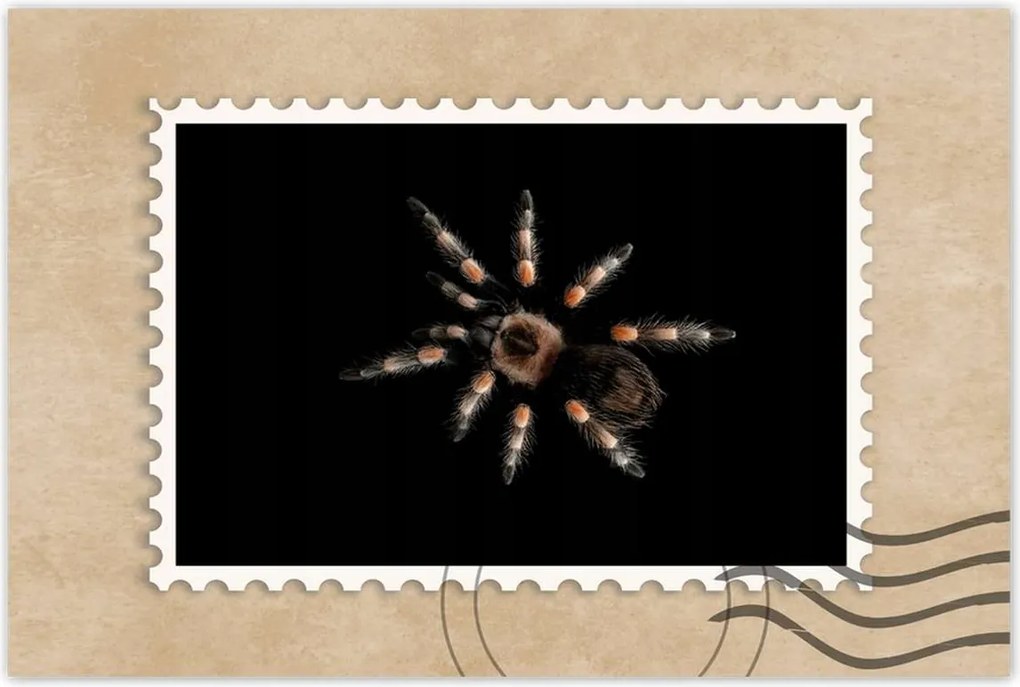 Poszterek 120x80 Nagy Tarantula pók