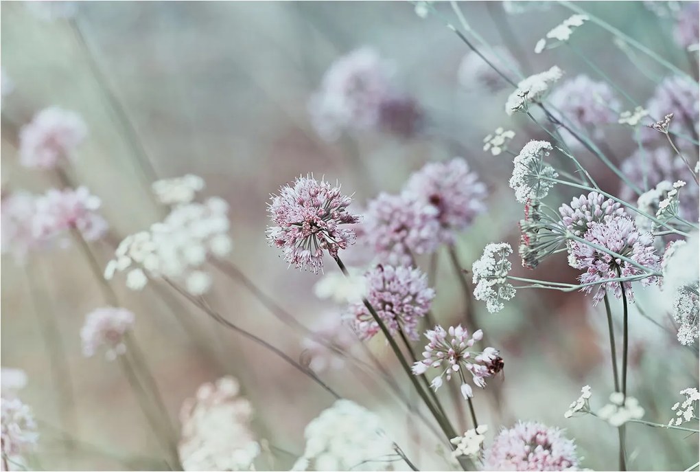 Fotótapéta Dekoratív Fali Tapéta Mezei virágok Képekkel 104x70