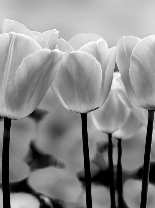 Fotótapéta Fekete Fehér Tulipánok Monokróm Elegancia 206x275 +ragasztó