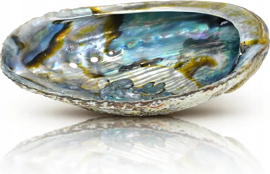 Természetes Szappantartó Gyönyörű Kagyló Abalone 10-11 cm Mini