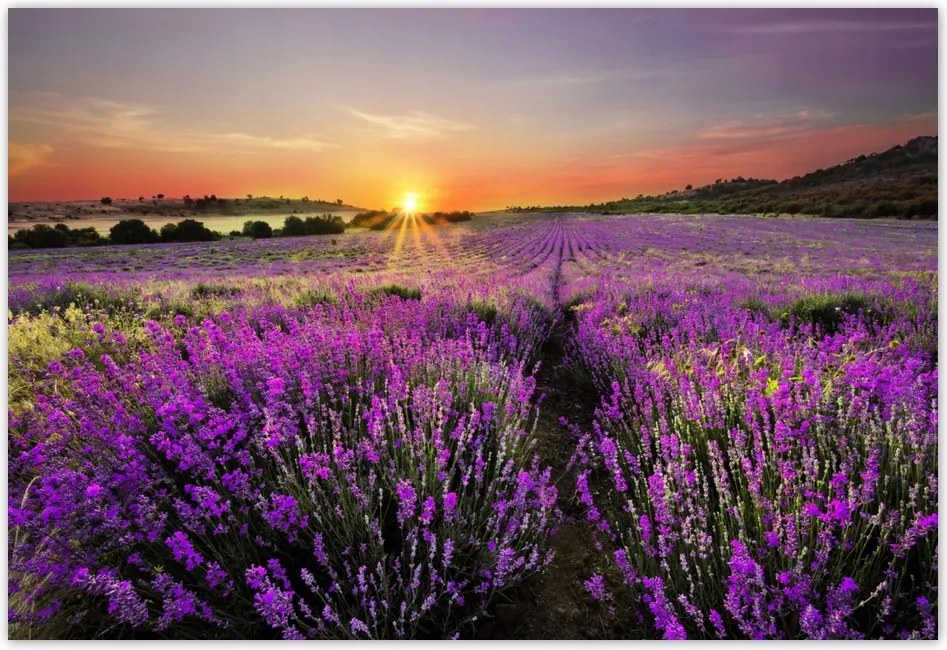 Fotótapéta flizelina 152x104 Levendula mező Nyugat