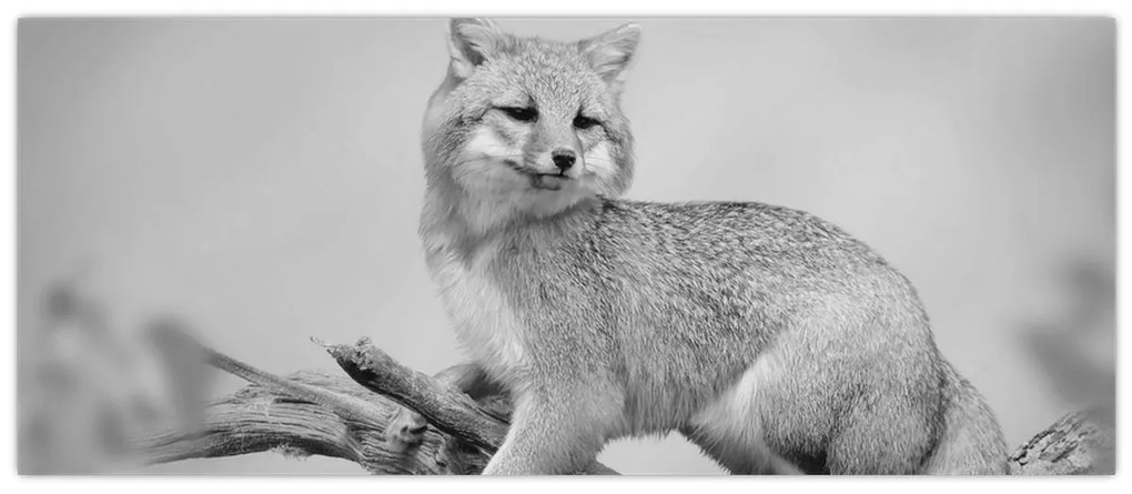 Kép - Szürke róka (120x50 cm)