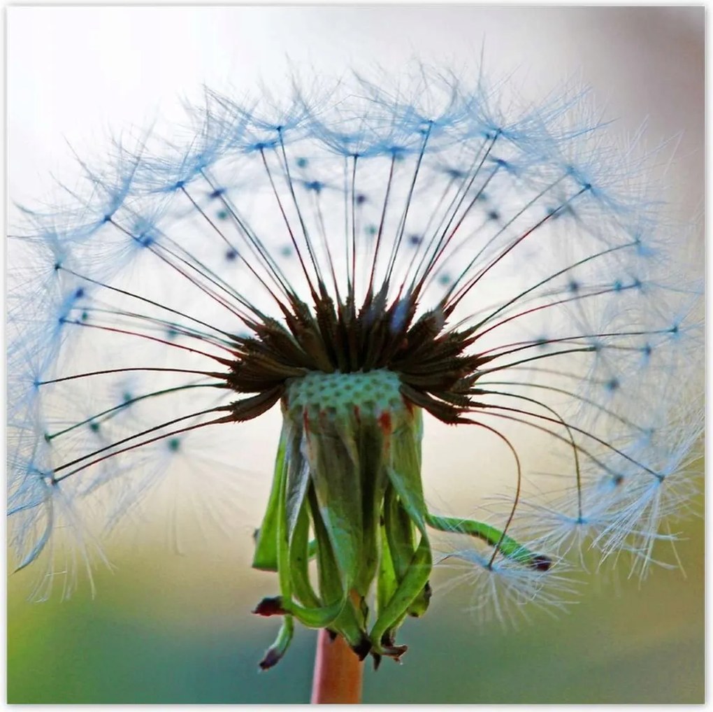 Poszterek 100x100 Pitypang Virág Virágok