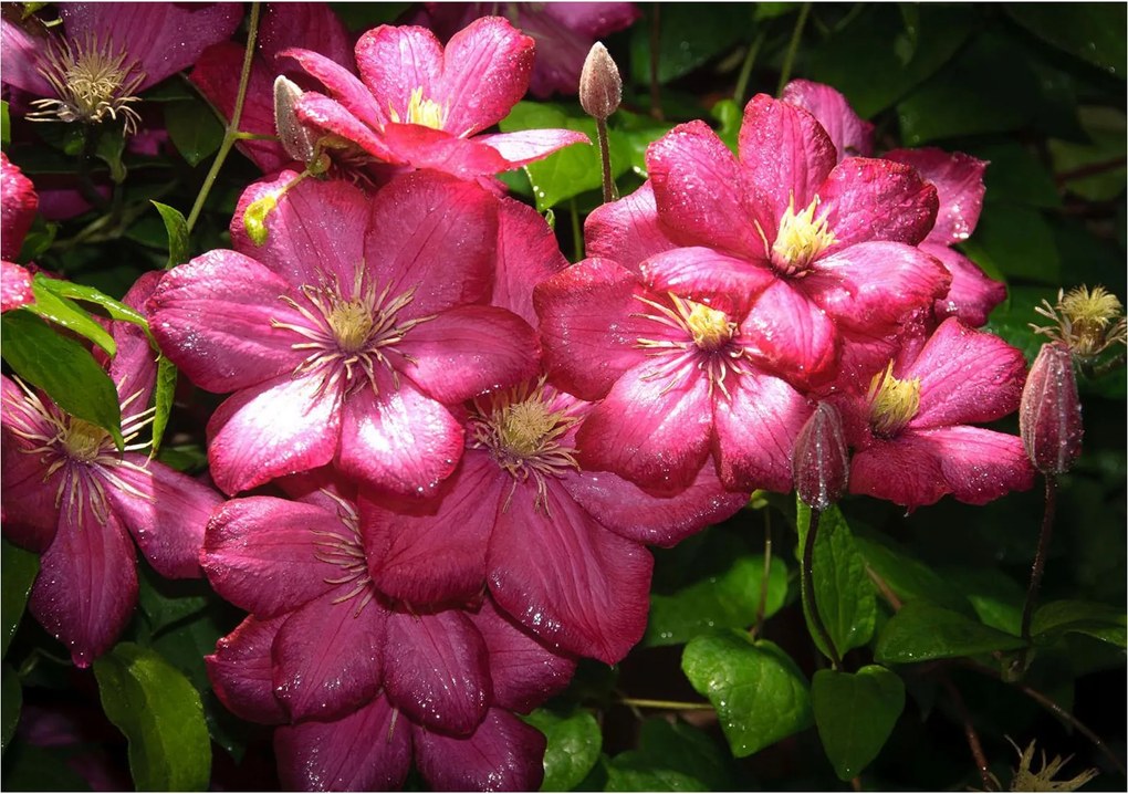 Flizelin fotótapéta Rózsaszín Klematis Ville de Lyon virágok 300x210 +ragasztó